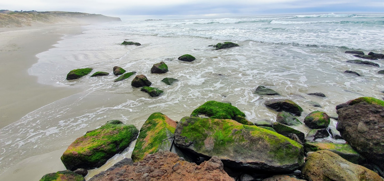 2020 08 Dunedin 110806